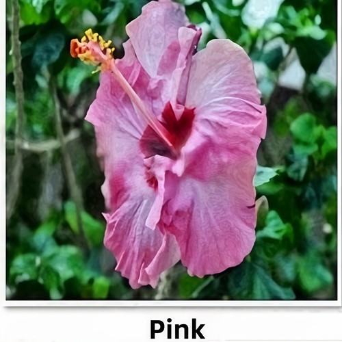 Perennials About 50pcs Seeds Hibiscus Seeds Flower Seeds For Home Garden Plant - Picture 11 of 37