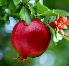 LIVE PLANTS POMEGRANATE FRUIT TREE WONDERFUL PUNICA GRANATUM 1 ft. SEEDLING