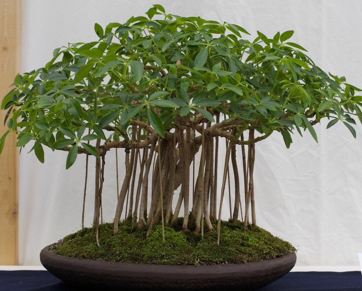 SAMEN Zimmerpflanze welche die Luft reinigt STRAHLENARALIE Bonsai  Fensterbank