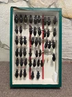 CABINET OF CURIOSITIES - Entomological Box / CARABUS VIOLACEUS PURPURASCENS