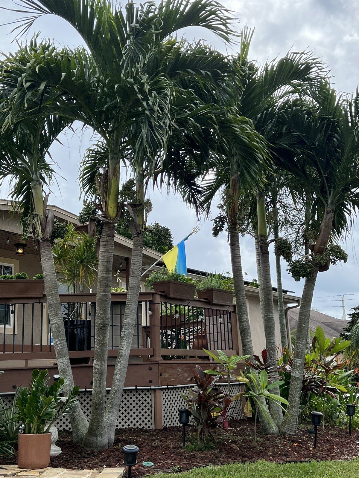 Christmas palm tree seeds eBay