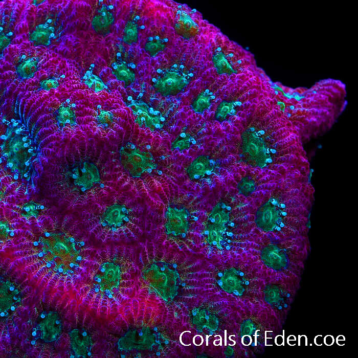 CORALS OF EDEN Day Glow Favia Coral Frag Live Coral for Sale LPS