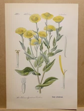 1886 ANTIQUE LITHOGRAPH ILLUSTRATION BOTANY FLOWER FLORA NATURE DECOR PICTURE...