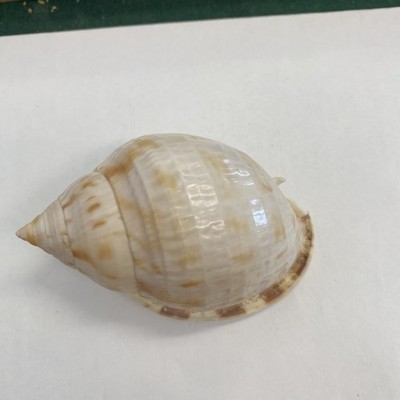 Beautiful SCOTCH BONNET SEA SHELL GULF OF America 82mm