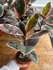 Rubber Plant ( Ficus Elastica -Belize)