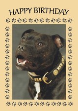 STAFFORDSHIRE BULL TERRIER DOG BIRTHDAY CARD GREETING NOTE CARD