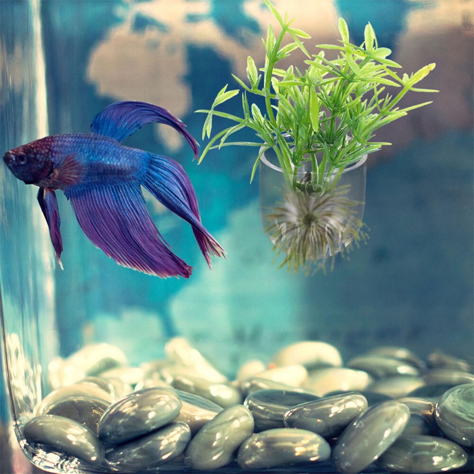 8 Pcs Hydroponic Flower Pot Fish Tank Plant Accessory Acrylic Holder eBay