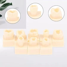 8x Resin Teeth Models Set Education Supplies Realistic