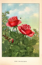 1926 Vintage GARDEN FLOWER "ROSE" GORGEOUS COLOR Art Print Lithograph