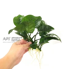 Anubias Butterfly | Aquarium Plants Factory®