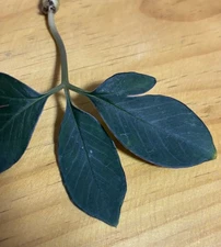 Amorphophallus josefbogneri  - 1 tuber