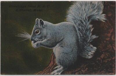 An Adorable Squirrel Eating Postcard