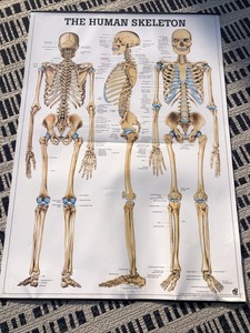 Rudiger The Human Skeleton Poster