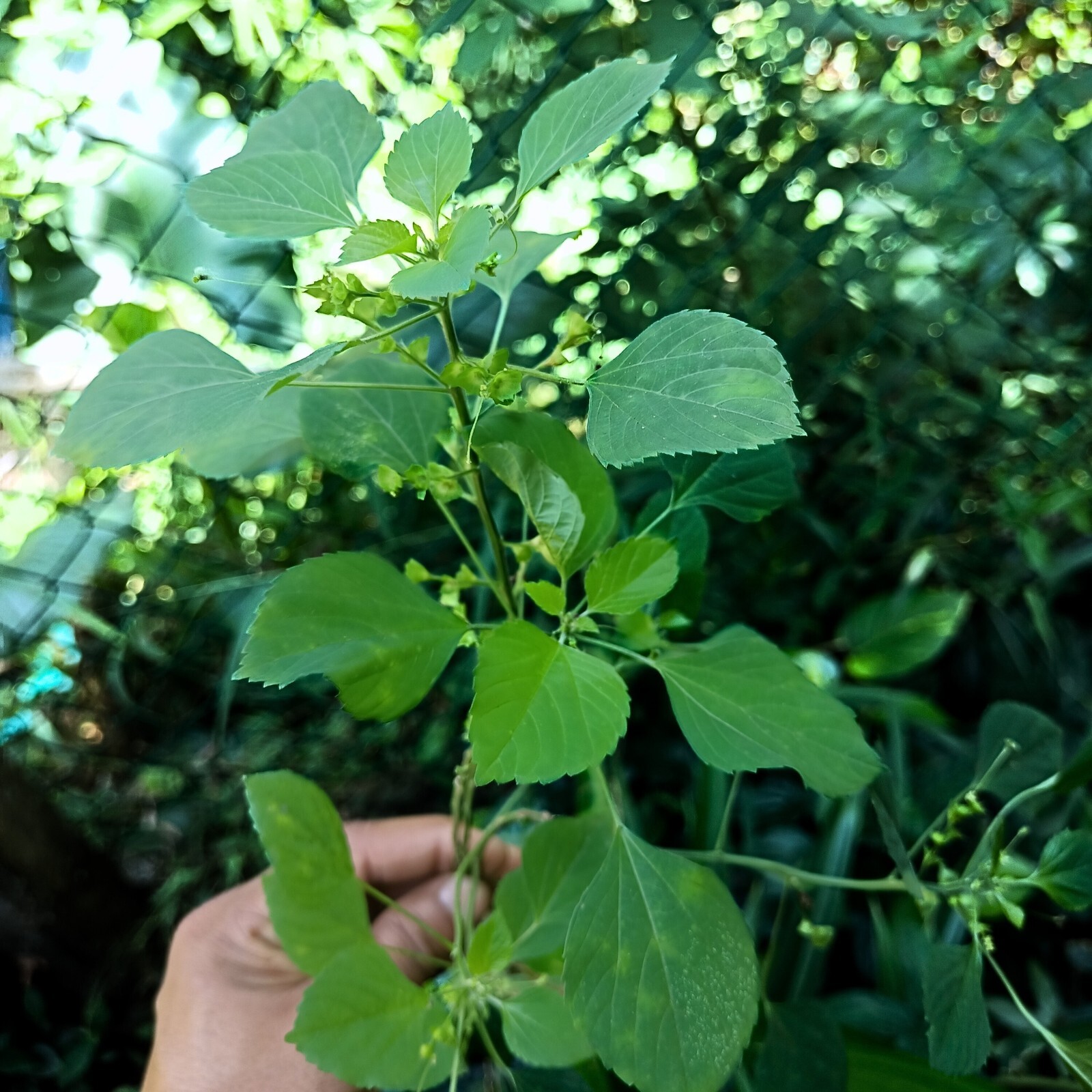 Cat Health Organic Acalypha Indica Whole Dried Plant Mercury Herbal Natural Cure