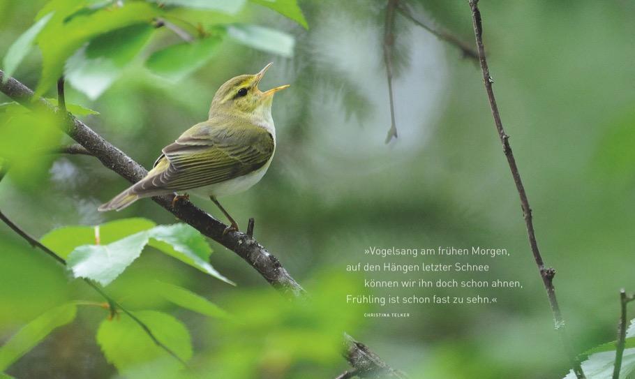 Thumbnail - Unsere Einzigartige Vogelwelt | Peter Berthold | Deutsch | Buch | 224