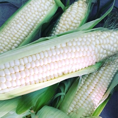 Silver Queen Corn Seeds | Hybrid / White Corn | Non-GMO | Free Ship | 1111