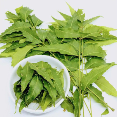 Frisch gepflückte getrocknete NEEMBLÄTTER Ceylon Kräuter rein Bio Premium Qualität Kraut
