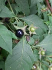 Atropa Belladonna - Belladona - 100 Seeds - Saatgut - Semi