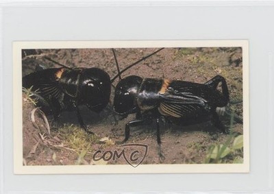 1984 Grandee Britain's Endangered Wildlife Field-Cricket #27 1md
