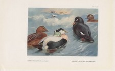 Eiderente Samtente Eider Velvet scoter FARBDRUCK von 1925 Melanitta fusca