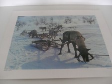 ANCIENNE PLANCHE AFFICHE POSTER PHOTO SCOLAIRE LAPONIE ATTELAGE RENNES