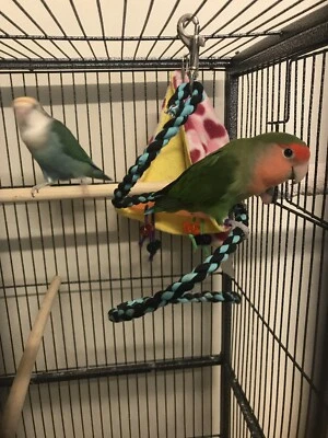 siberian husky golden lab mix