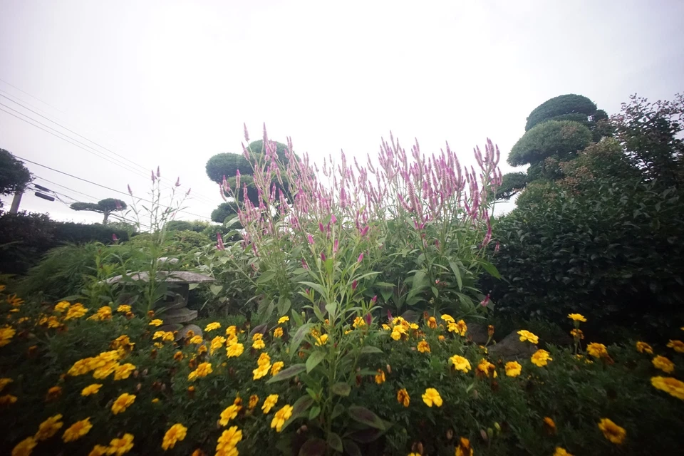 Tested [ Almost MINT ] Voigtlander Ultra Wide Heliar 12mm f/5.6 Aspherical #2247 - Image 3 of 4