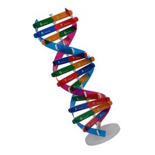  Strumento Esperimento Scienza Modello Biologico Giocattolo Dna Doppia Elica per Scrivania