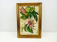 Tacsonia Sanguinea BZW. Passiflora Chromolithograph Picture In Frame