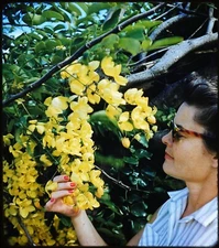 Woman Portrait & Flowers HONOLULU Hawaii Stereo Realist Slide Kodachrome #513