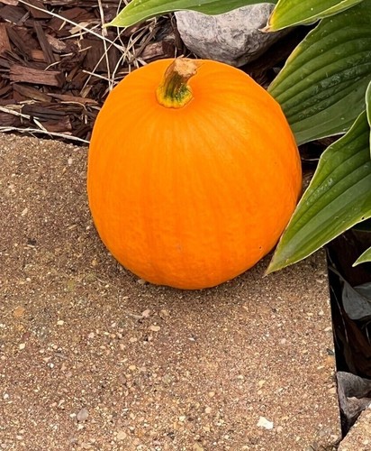 Pumpkin - Sugar Pie seeds - Heirloom Seeds Canada