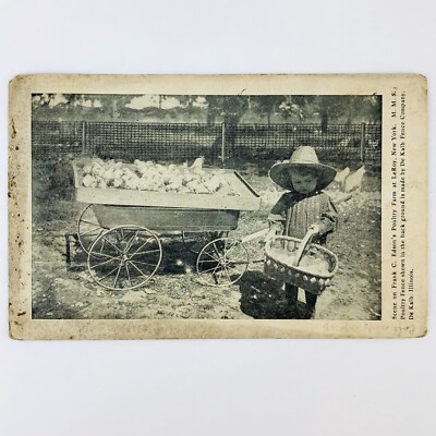 1910 Postcard LeRoy NY Frank C Edson's Poulrty Farm Little Girl Basket of Chicks