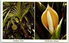 Pandanus Fruit and Philodendron Blossom, Florida Tropical Plants - Florida