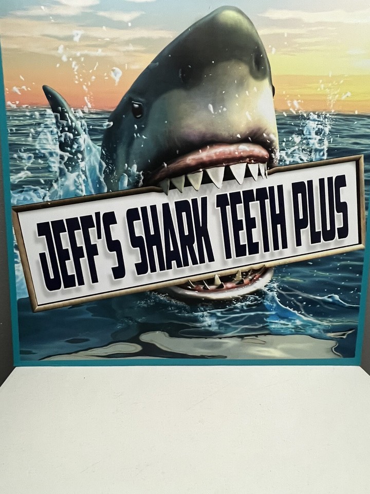 EXTINCT Fossilized COWRIE Shell ( Siphocypraea Grovesi ) Found In ...