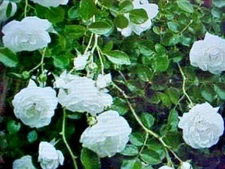 50 SEEDS  FRAGRANT CLIMBING THORNLESS BABY WHITE COLOR ROSE SEEDS  USA TX SELLER