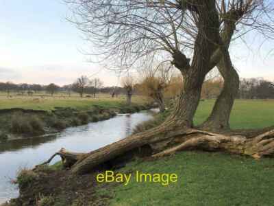 Foto 6x4 Pollard Weiden von Beverley Brook März 2013 Der Baum im Fo c2013