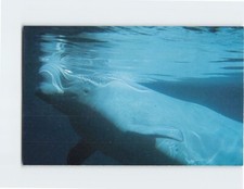 Postcard Beluga White Whale James Bay Canada