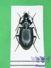 Coleoptera Carabidae Agonum sp. Female High quality Italy