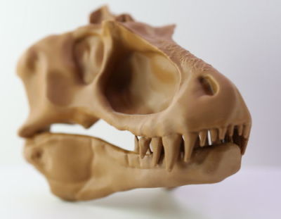 Avant le T.rex, il y avait le Lythronax