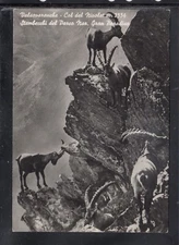 Postcard Valsavaranche Col del Nivolet Ambbecchi del Gran Paradiso B265