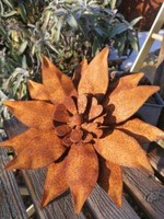 Edelrost Mittagsblume Gazanie Edelrostblume Metallblume Blume Rost Garten