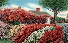 Rose Cottage, Chatham, Mass, TICHNOploss, Boston 15. Postcard