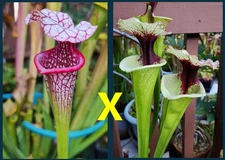 2025 SARRACENIA SEEDS: CAITRIN CLAIRE X LEGACY [CARNIVOROUS PLANT SEED]