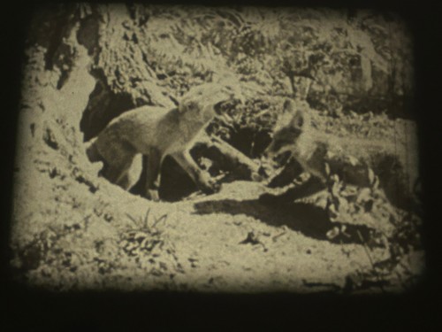 PERILS OF THE WILD / ZIPPY THE CHIMP - 2 x 200FT B/W - STANDARD 8MM FILM -CASTLE - Bild 2 von 24