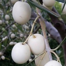 PIANTA DI ULIVO BIANCO LEUCOCARPA in vaso 20/fitocella - età 2/3 anni