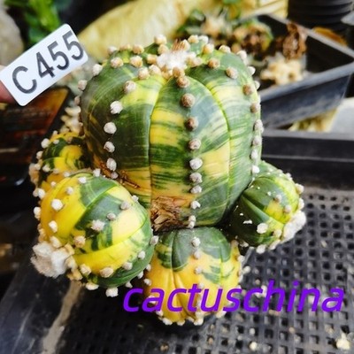 C455---Astrophytum asterias- Ariocarpus- -Copiapoa cinerea