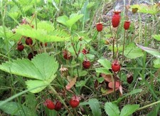 10 x Wild British Native Strawberry Plants Organic From My