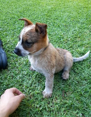 dogs and puppies gumtree