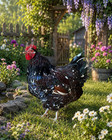 🐣 6 Fresh & Fertile Jubilee Orpington Hatching Eggs 🐣 — photo 1