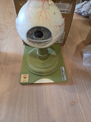 Somso CS-5 Eyeball Model Opthalmology Hand Painted Made In Germany New Sealed - Picture 3 of 5